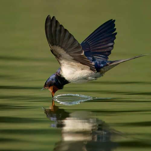 Фотография #12485394