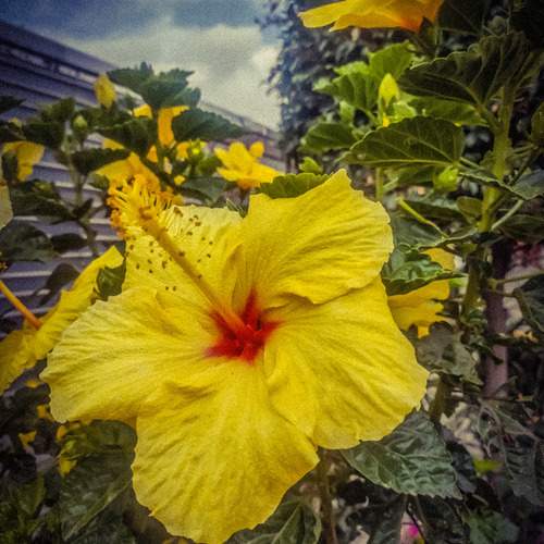 HAWAIIAN HIBISCUS