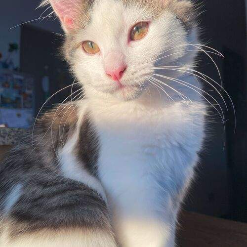 Photo #12485537
