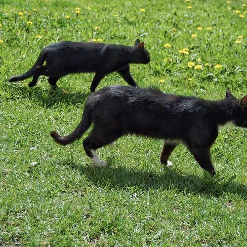 Photo #12485725