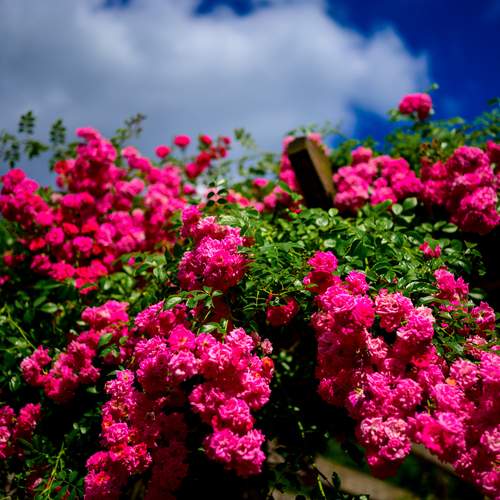 Фотография #12486025