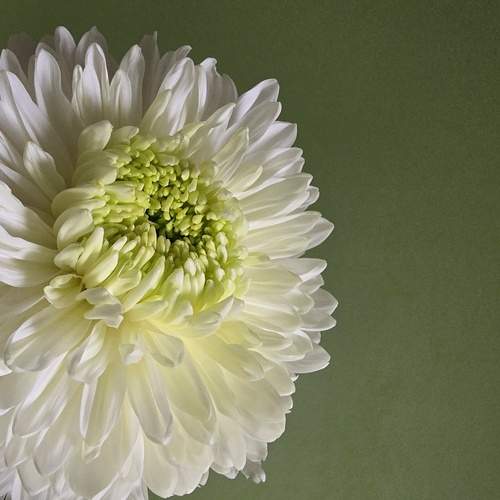 Photo #12486028