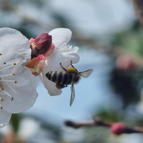 Photo #12486160