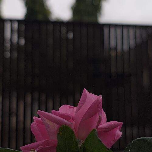 Photo #12486268