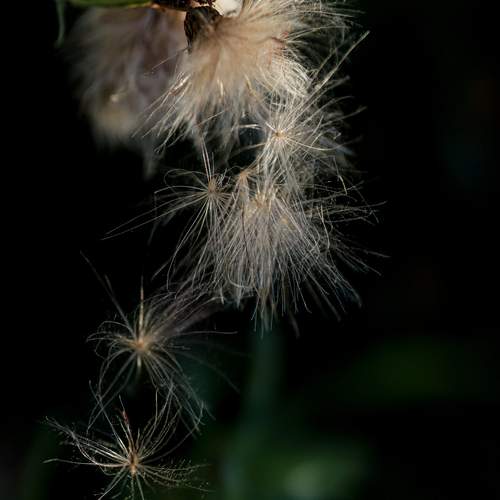 Photo #12486392