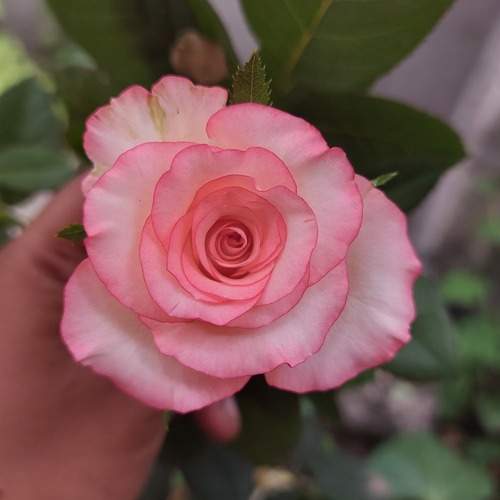 Photo #12486432