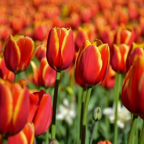 Красное море тюльпанов.