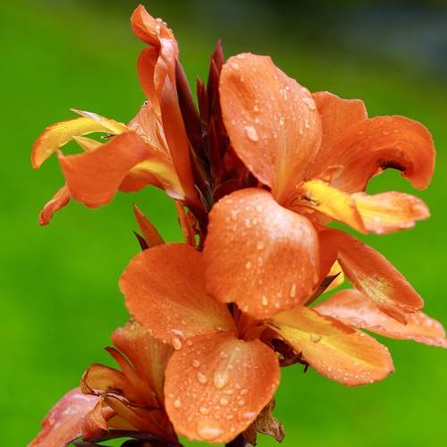 Photo #12486799