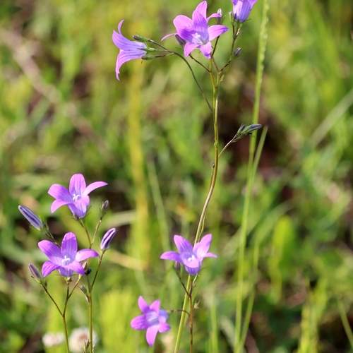 Photo #12487437