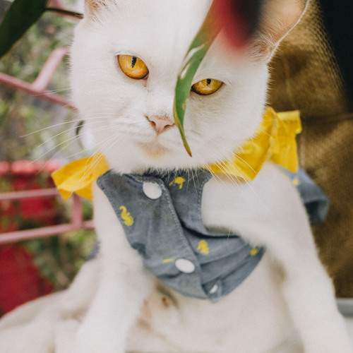 Photo #12487602