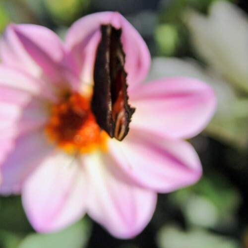Photo #12487785