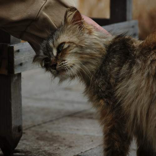 Photo #12487932