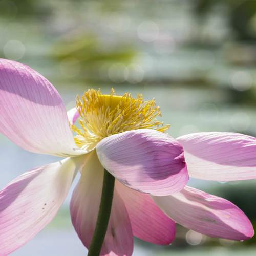 Photo #12488204