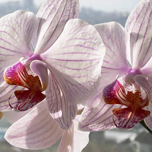 Photo #12488205