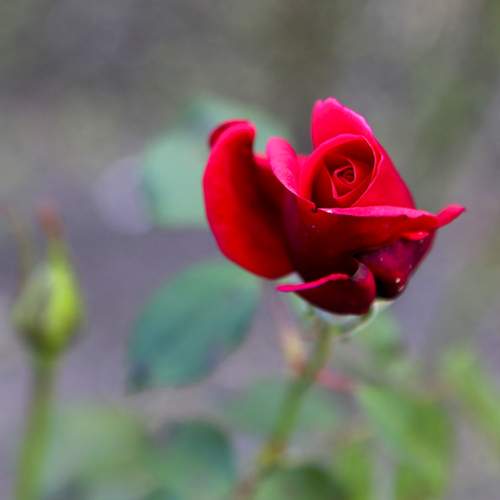 Photo #12488209