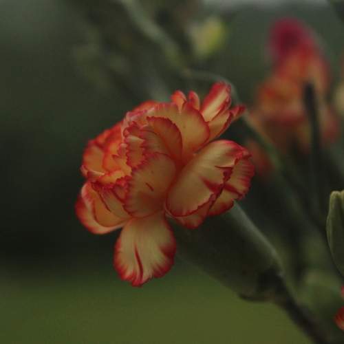 Photo #12488375