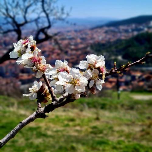 Photo #12488381