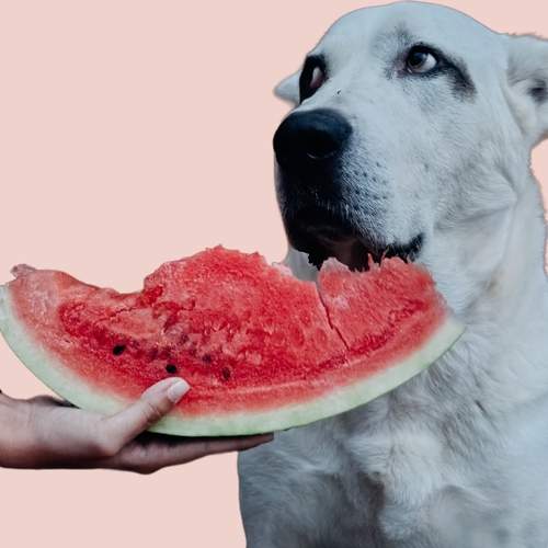 Photo #12488514