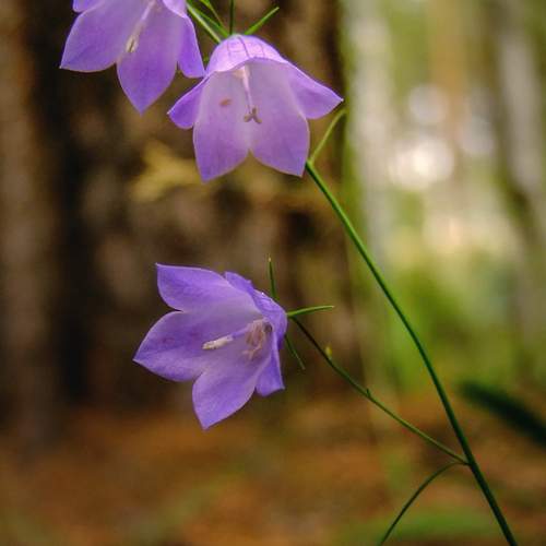 Photo #12488774