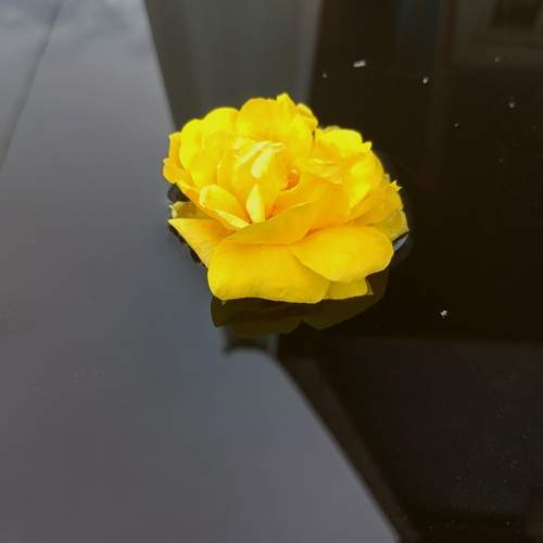 Photo #12488784