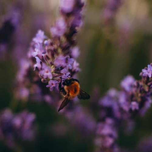 Photo #12488962