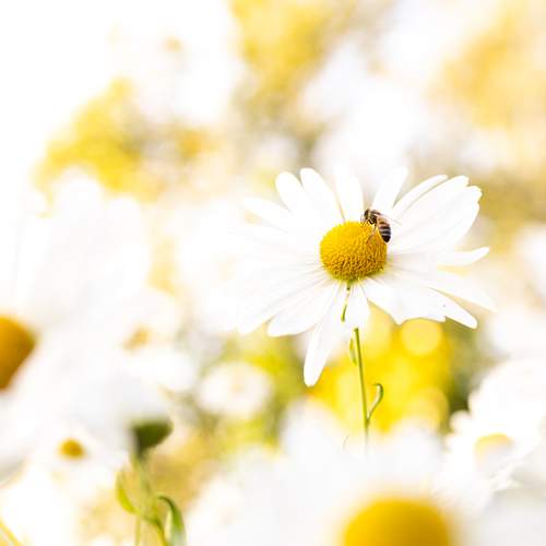 Photo #12489047