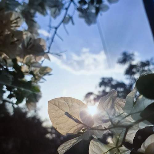Sun shine Petal