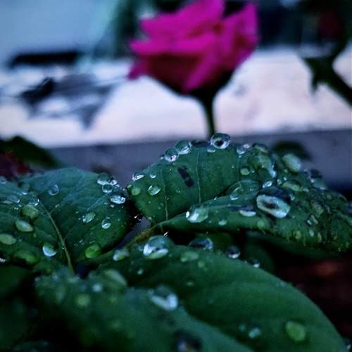 Dew drops and delicate blossoms