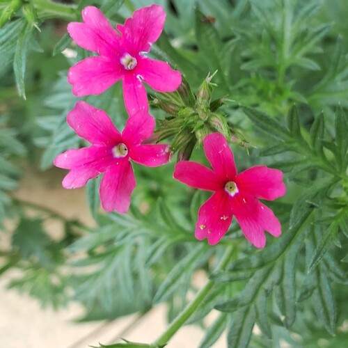 Pink petals in bloom
