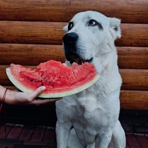 Photo #12490053