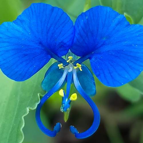 Blue flower
