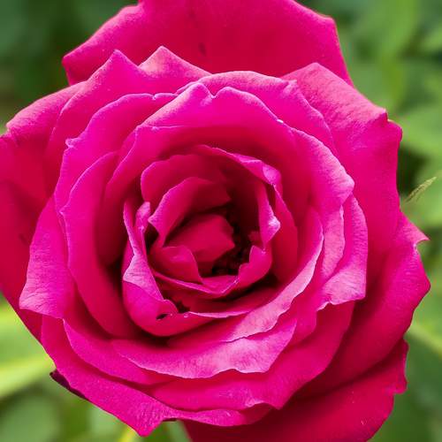 Red Rose