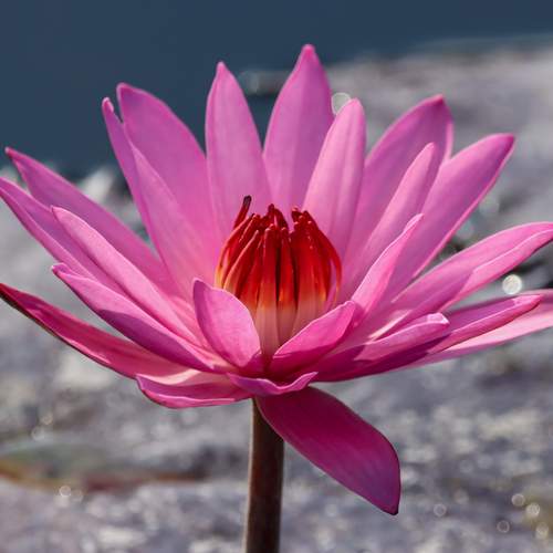 Water lily flower