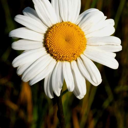 Photo #12490565