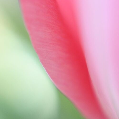 Photo #12490571
