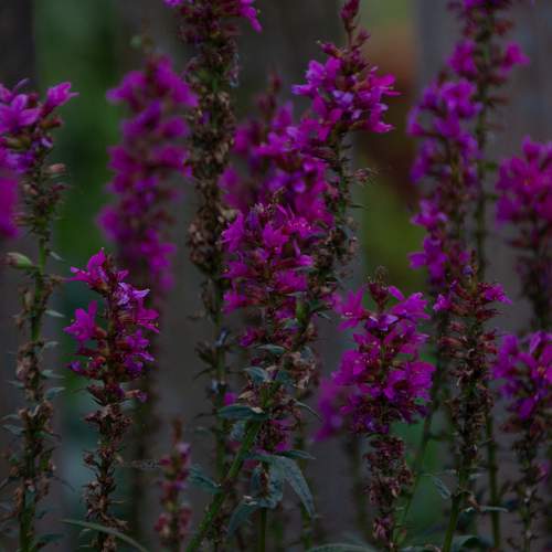 Photo #12490919