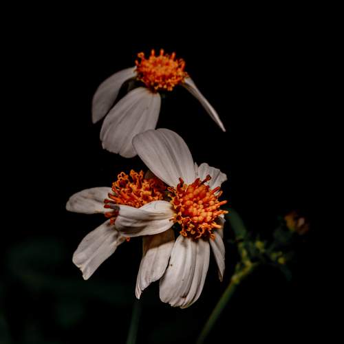 Photo #12491010