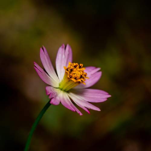 Photo #12491012
