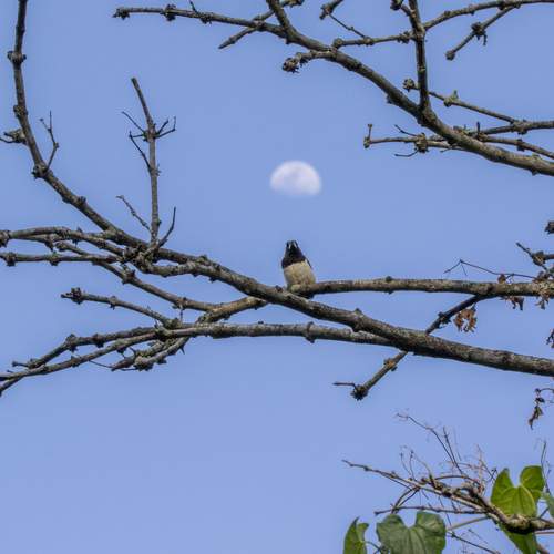 Photo #12491040