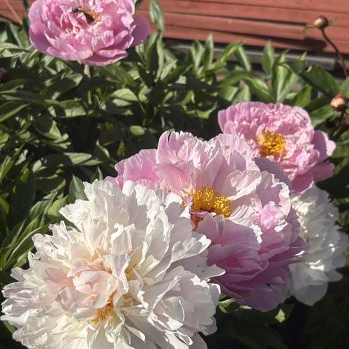 Photo #12491060