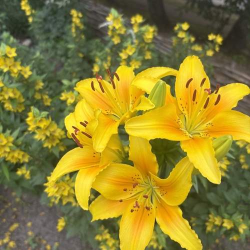 Photo #12491071