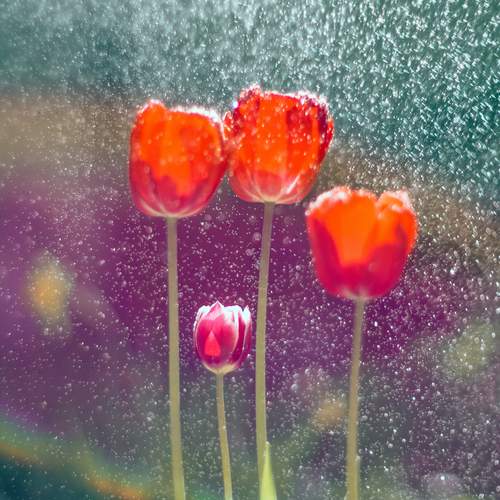 Photo #12491104