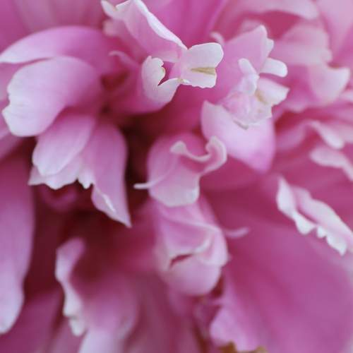 Photo #12491227