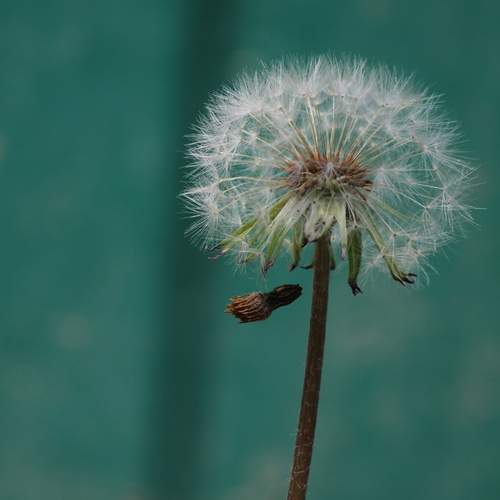 Photo #12491228