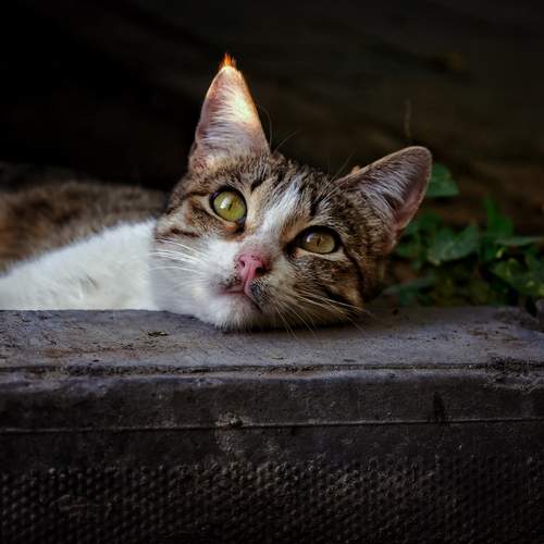 Photo #12491237