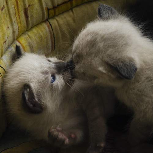 Photo #12491238