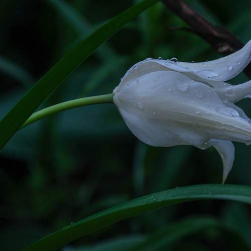 Photo #12491320