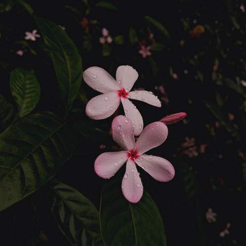 Photo #12491465