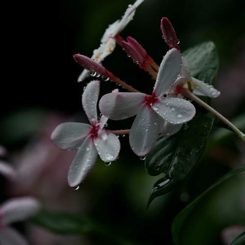 Photo #12491466