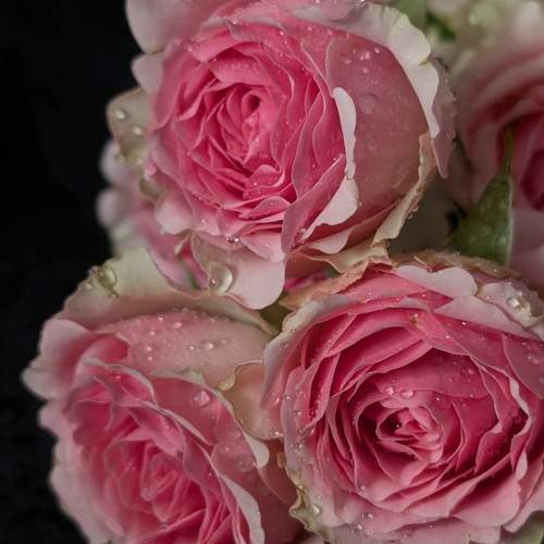 Photo #12491522